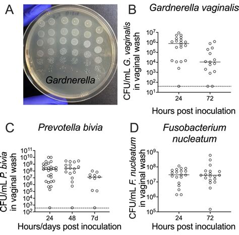 Murine vaginal secretory responses to a male volatile chemical 